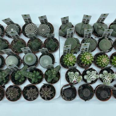 022  UNIDAD DE CACTUS COLECCION MIX M-5,5